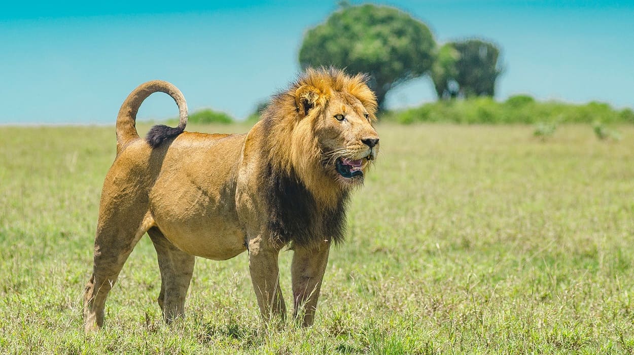 6 Days  Samburu, Lake Nakuru  and Amboseli Safari